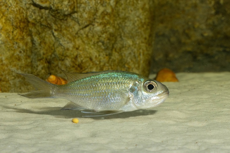 Ophthalmotilapia ventralis 'Kafyoko Point'